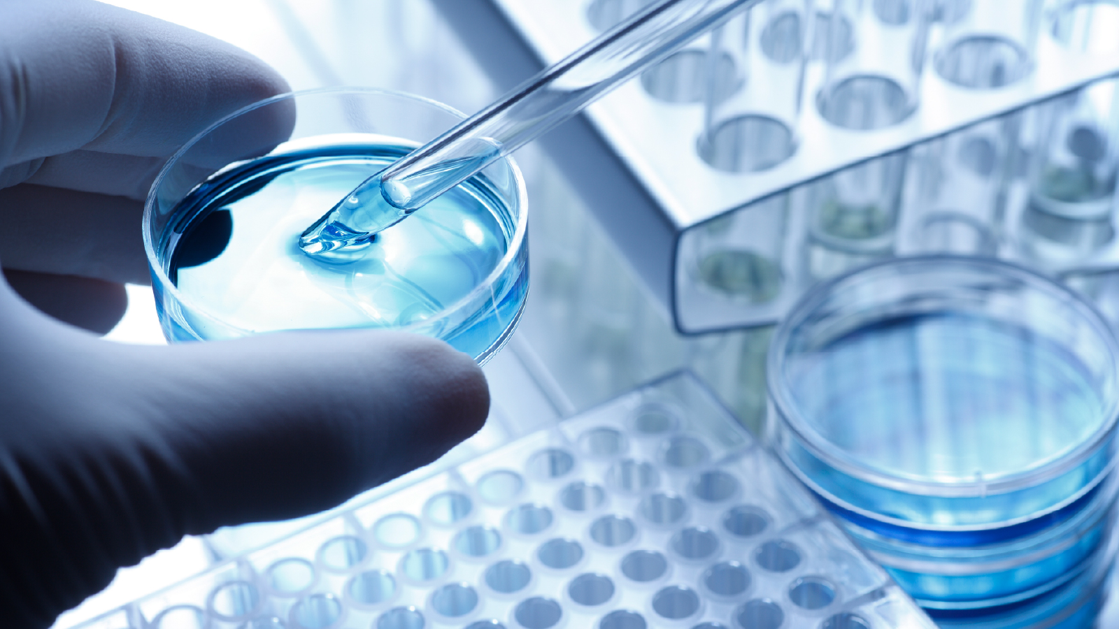 Person extracting blue liquid from a petri dish